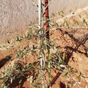 Picholine Française