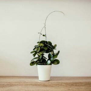 A simple and elegant potted houseplant on a wooden table, showcasing minimalist decor.