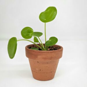 Close-up of a Pilea peperomioides plant in a clay pot, isolated on white with copyspace.
